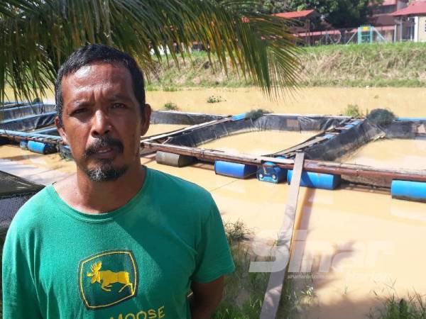 Halim berada di hadapan sangkar ikan tilapia yang kosong selepas mengeluarkan empat tan ikan yang mati di Sungai Santap Padang Sera, Kodiang.