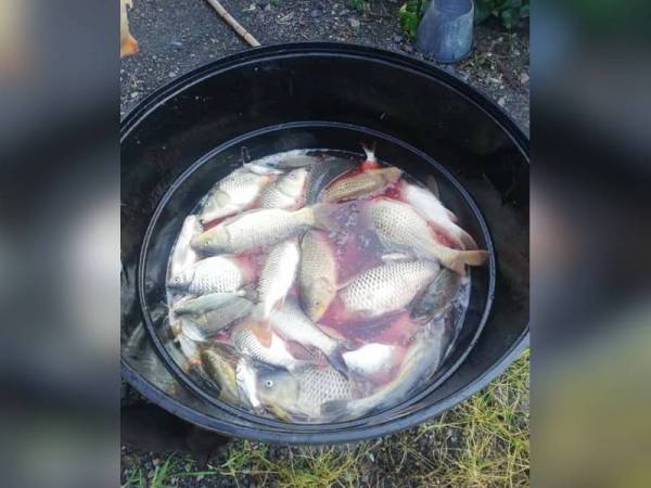Pelbagai jenis ikan air tawar berjaya ditangkap dengan mudah oleh penduduk kampung. - Foto Facebook