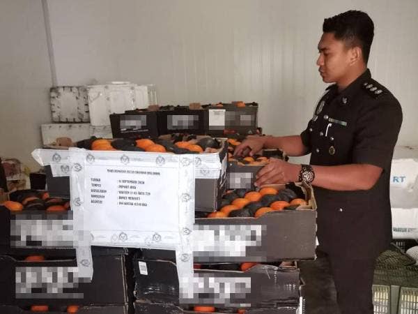 Anggota penguatkuasa Maqis menunjukkan limau yang tiada permit import yang cuba dibawa masuk ke Malaysia melalui Bangunan Sultan Iskandar ( BSI).