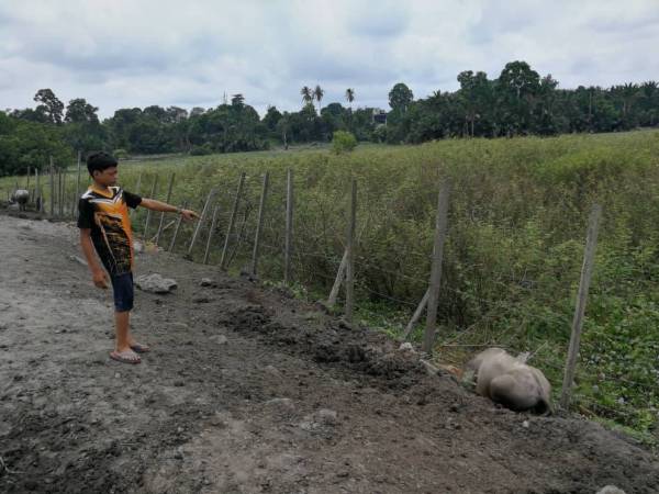 Muhammad Syukur melihat kerbau peliharaan bapanya yang ditemui mati secara berperingkat sejak Rabu lalu di Kampung Banggol Katong, Serada, Kuala Terengganu hari ini.