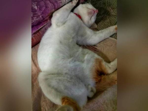 Putih yang menjadi kesayangan keluarga Sariah.