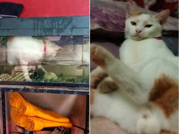 Putih mencuri perhatian netizen selepas video kucing itu menangkap seekor ikan dalam akuarium tular di media sosial.