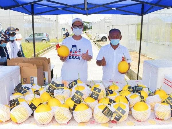 Junz (kiri) menunjukkan buah golden melon yang berjaya dihasilkan di Taman Kekal Pengeluaran Makanan (TKPM) Putatan semalam.