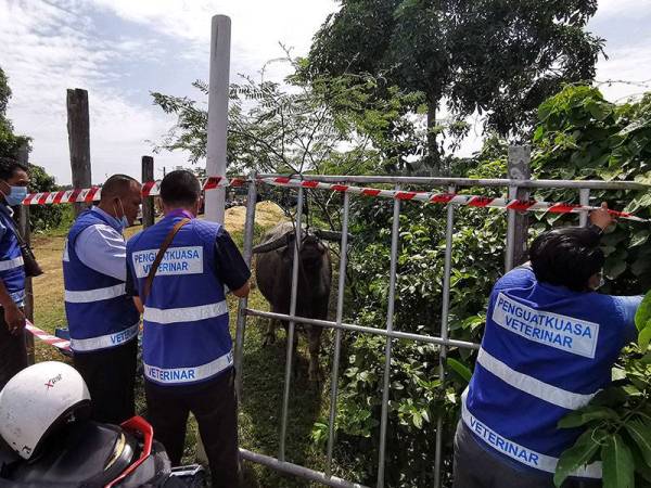 Anggota penguat kuasa JPV Terengganu menutup pintu masuk ke kandang kerbau peliharaan Muhammad Syukur dan bapanya, Khamis di Kampung Banggol Katong, Serada hari ini.