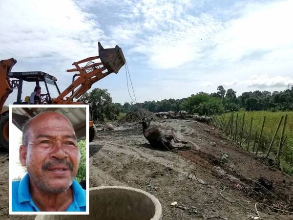 Seekor lagi kerbau yang mati dan akan ditanam di kawasan kandang di Kampung Banggol Katong, Serada, Kuala Terengganu.(Gambar kecil: Khamis)