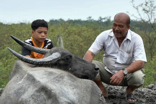 Muhammad Syukur Khamis, 15, (kiri) bersama bapanya Khamis Jusoh, 64, melihat salah seekor kerbau yang tidak sihat di Kampung Kubang Bujuk. - Foto Bernama
