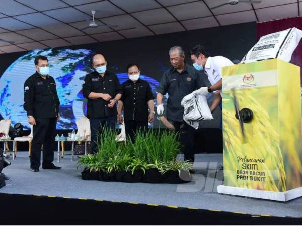Muhyiddin menabur baja sebagai gimik pelancaran Skim Subsidi Baja dan Racun Padi Bukit/Huma di Dataran Bagandang, Beaufort hari ini.