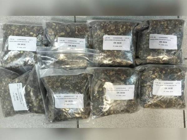 Beberapa bungkusan mengandungi biji kopi dari Indonesia dirampas pihak Maqis dalam pemeriksaan di Pejabat Pos DHL, LTAS, Kulai, semalam.