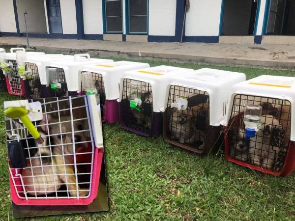 Anjing dari baka pomeranian, shih tzu dan french bulldog yang dianggarkan bernilai RM20,000 itu disembunyikan dalam sebuah lori transit yang membawa buah-buahan.