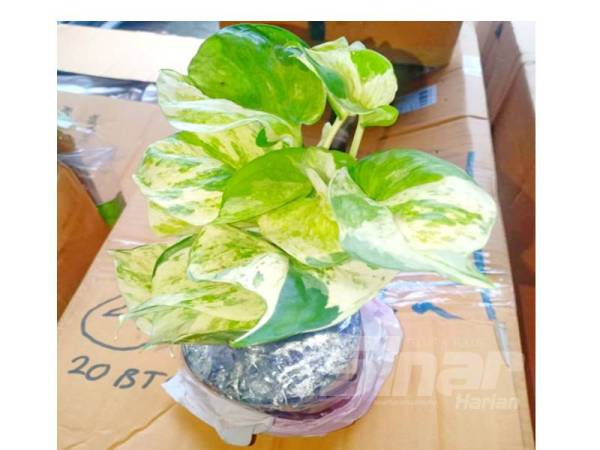 Antara anak pokok hiasan yang dirampas.