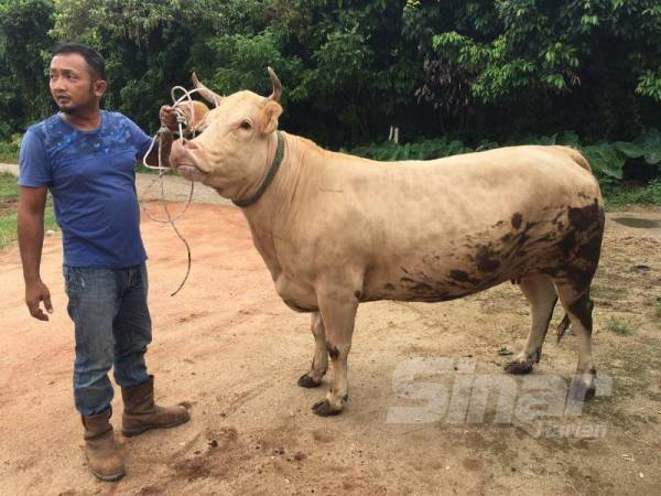 Mohd Nazri bersama lembu sado yang ada di kandang mereka. 