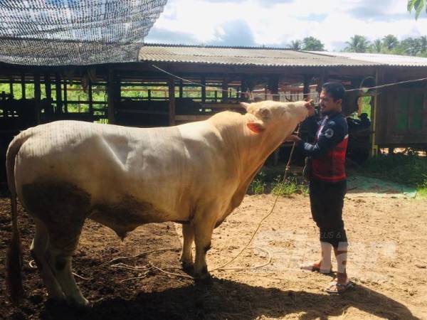 Nor Faizi bersama salah seekor lembu sado yang diternaknya. 