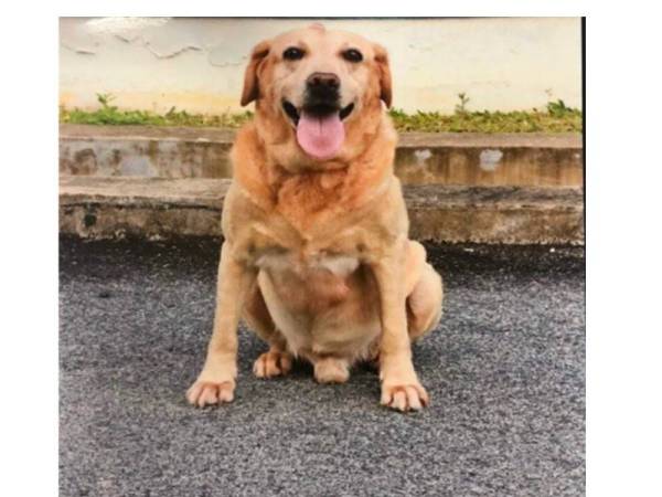 Anjing pengesan K9 JSJ Pahang bernama Tho mati akibat sakit tua petang semalam. - Foto Facebook JSJ Kontinjen Pahang