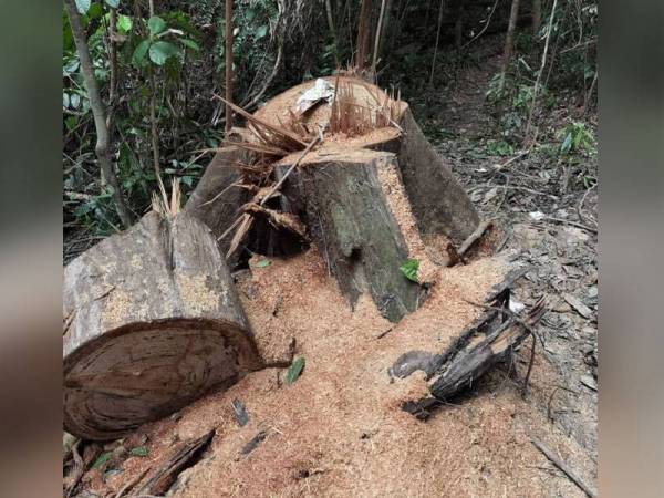Kesan kegiatan menebang balak secara haram dipercayai didalangi individu tempatan di Kompatmen 11, Hutan Simpan Chini Tambahan, di sini kelmarin. - Foto Jabatan Perhutanan Pahang