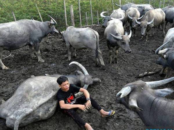 Melihat wajah sugul Muhammad Syukur, sukar dipastikan apa yang bergelodak di hatinya, namun beliau mengakui peristiwa yang berlaku sejak 9 September lepas amat meruntun jiwa.