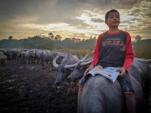 Mowgli Malaysia setelah kehilangan 56 daripada 110 ekor kerbau milik keluarganya, akibat wabak hawar berdarah.