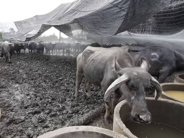 Antara kerbau peliharaan keluarga Muhammad Syukur dimandikan air dari pili bomba di kawasan kandang di Kampung Kubang Bujuk, Kuala Terengganu hari ini.