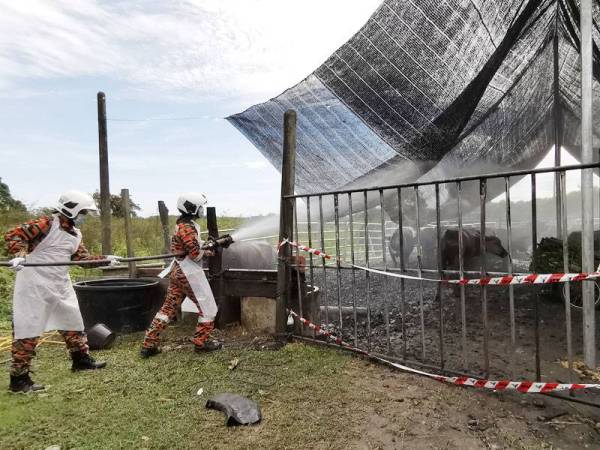 Pihak bomba melaksanakan khidmat khas memandikan kerbau di kandang di Kampung Kubang Bujuk di Kuala Terengganu hari ini.