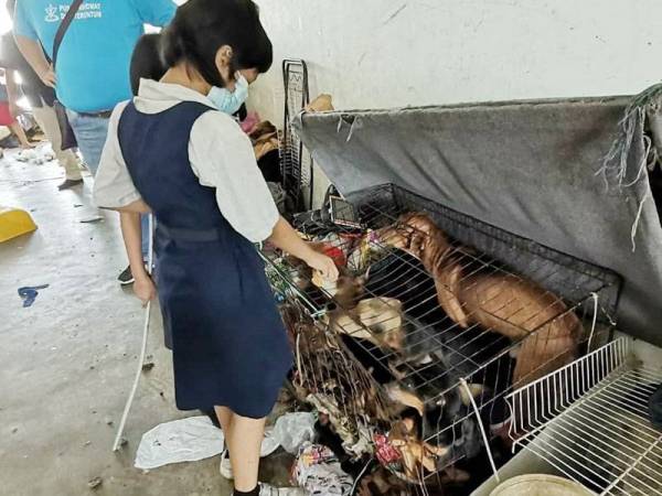 Salah seorang daripada tiga beradik berkenaan menunjukkan keadaan rumah dihuni mereka bersama 13 ekor anjing ketika kunjungan pegawai JKM dan Chon Siang hari ini.