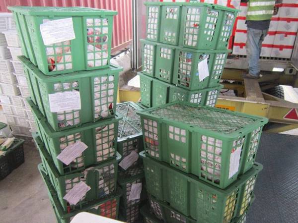 Sebanyak 102 bakul ciri merah yang dirampas di pintu masuk Pelabuhan Kontena Butterworth Utara (NBCT) di sini pagi kelmarin.