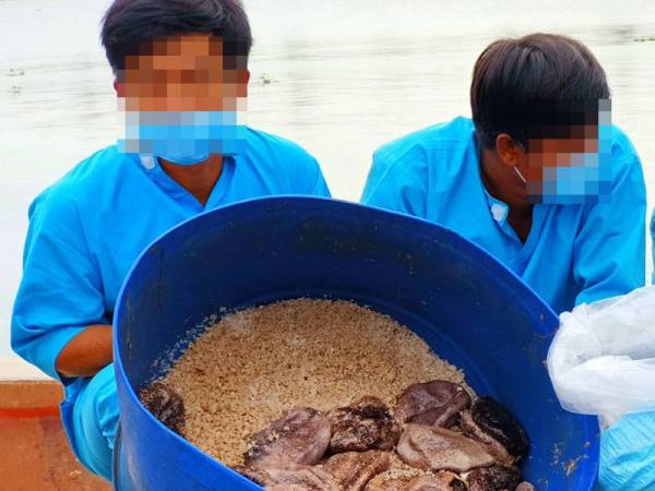 Gamat dianggarkan bernilai antara RM300 hingga RM1,000 sekilogram jika dikeringkan.