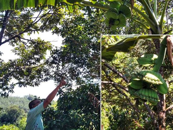 Mohd Hairul Hisam menunjukkan pisang sematu kembar yang ditanamnya di Taman Kemuning Indah, Temerloh hari ini. Keadaan pisang sematu yang melekat seperti kembar.