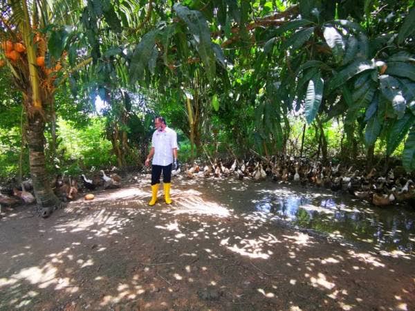 Mohd Salim melawat ternakan itik yang diusahakan Hamzah di Kampung Kota Belud, Kota Belud. 