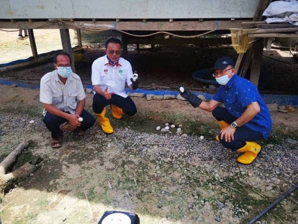 Mohd Salim (dua dari kiri) memungut telur itik di ladang ternakan itik milik Hamzah di Kampung Kota Belud kelmarin. 