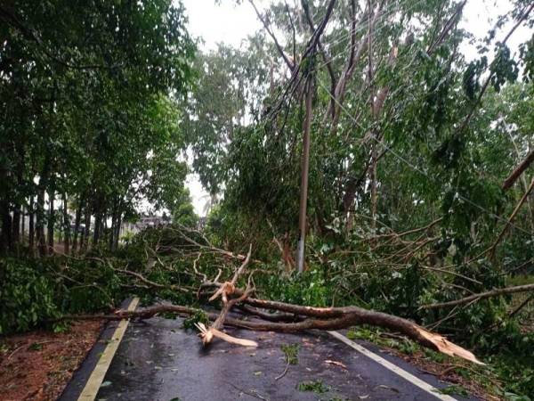 Pokok turut tumbang dalam kejadian semalam.