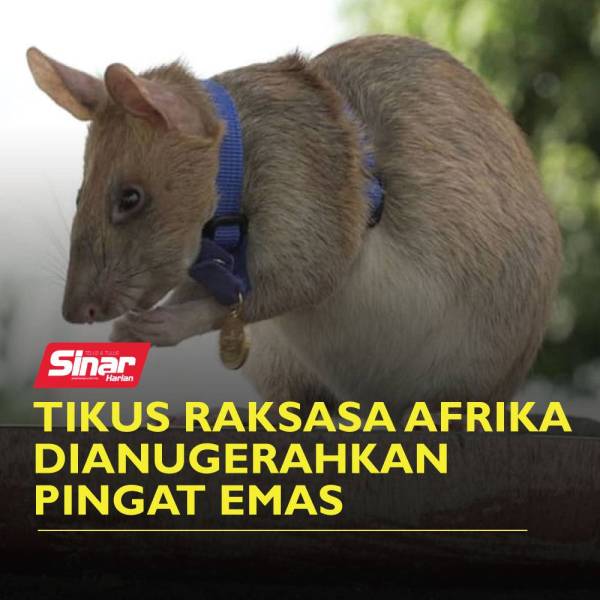 cover-tikus
