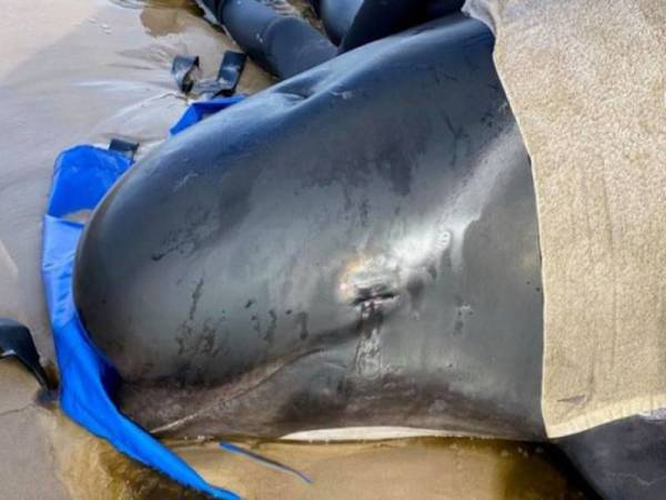 Kira-kira 180 ikan paus berjaya diselamatkan dalam operasi mencabar di Sydney pada awal minggu lalu. - Foto Agensi