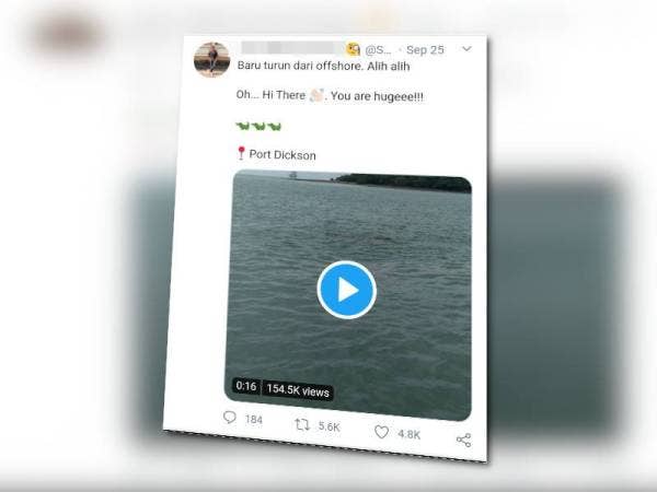 Tangkap layar rakaman video yang tular mengenai kehadiran buaya didakwa di Port Dickson.