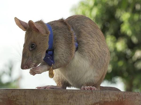 Magawa telah berjaya mengesan 39 periuk api dan 28 objek yang tidak meletup. - Foto Agensi