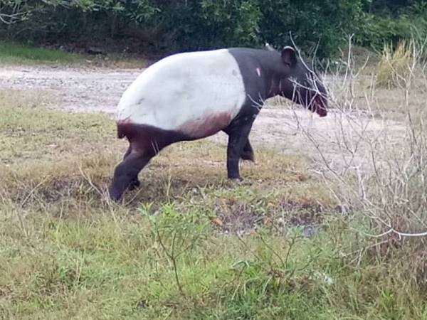 Keadaan tapir yang cedera akan diserahkan kepada Perhilitan untuk tindakan selanjutnya. - Foto Ihsan pembaca