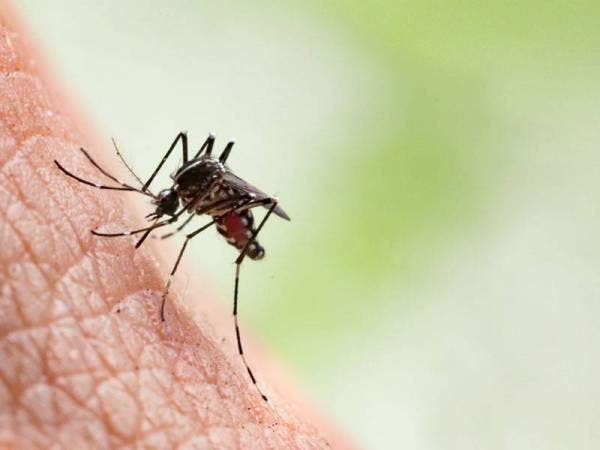 Seramai 28 individu disahkan dijangkiti chikungunya membabitkan dua lokaliti di Kulim.