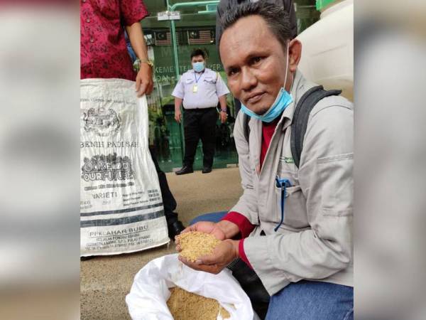 Azhar menunjukkan benih padi yang dihasilkan olehnya sendiri.