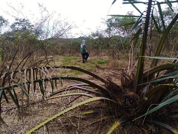 Sebahagian daripada pokok kelapa sawit musnah akibat serangan gajah liar di Kampung Teladas, Air Putih, Kemaman sejak minggu lalu.