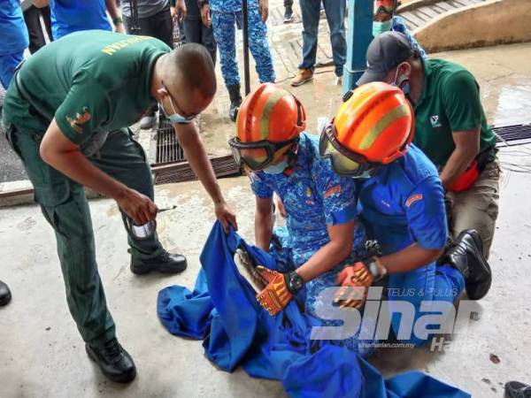 Buaya itu diserahkan kepada Perhilitan untuk tindakan lanjut.