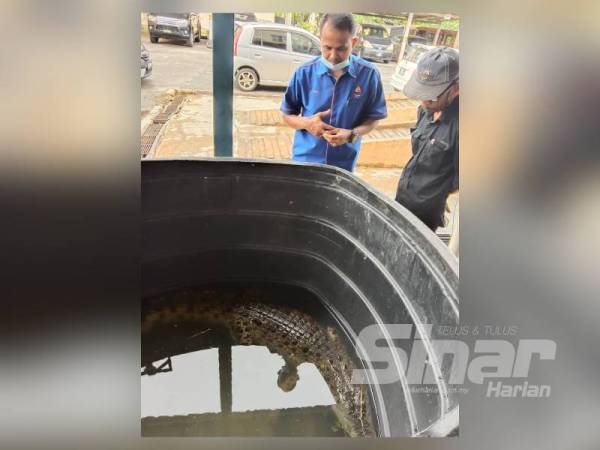 Che Adam (kiri) melihat buaya yang ditangkap.