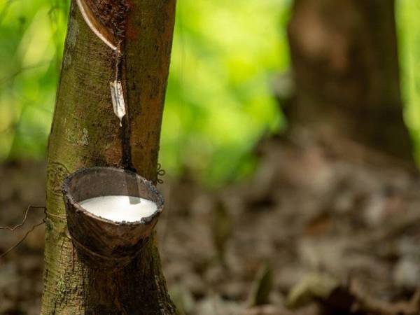 Pasaran getah Malaysia ditutup tinggi, mengambil petunjuk daripada keuntungan di pasaran niaga hadapan getah serantau.