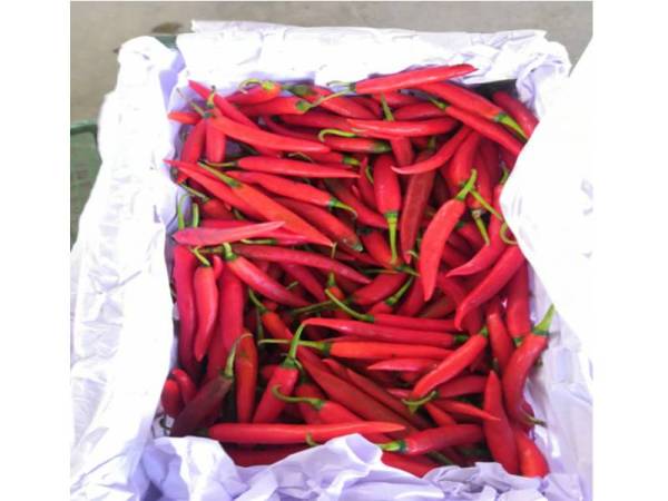 Cili besar seberat 17,000kg dari China yang dibawa masuk melalui Pelabuhan Tanjung Pelepas semalam.