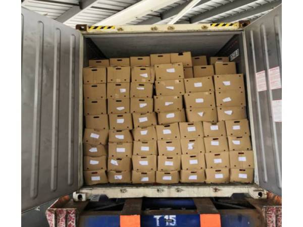 Kontena membawa cili yang ditahan Maqis di Pelabuhan Tanjung Pelepas semalam.