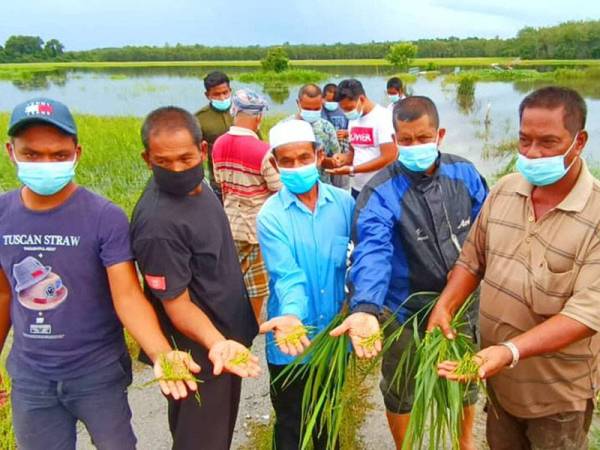 Petani di Kampung Luar dan Tersang di Rantau Panjang mendakwa rugi lebih RM200,000 selepas padi diusahakan mereka musnah ditenggelami air ekoran hujan lebat sejak beberapa hari lalu.