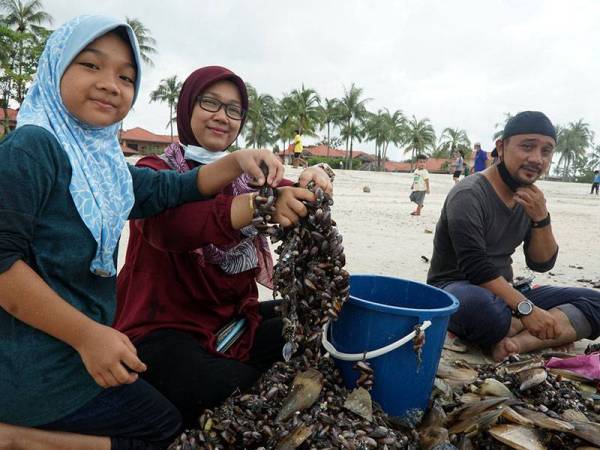 Marliana Zakaria, 38, (tengah) menunjukkan sebahagian siput kabung yang dikutip di Pantai Chenang ketika tinjauan hari ini.