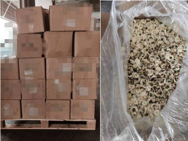 Maqis Selangor berjaya merampas bunga kering yang diimport dari negara China selepas menahan sebuah kontena di Pintu Masuk Maqis Pelabuhan Klang Utara, Khamis lalu.