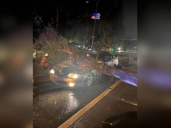Keadaan pokok rhu yang tumbang menghempap kereta dinaiki pasangan berkenaan di lokasi. - Foto ihsan pembaca