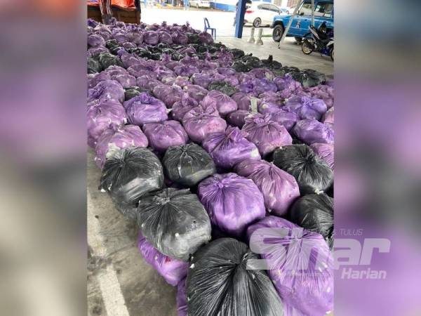 Antara bungkusan hitam dan ungu dipercayai mengandungi daun disyaki ketum untuk pasaran Kelantan yang dirampas di Kupang, Baling pagi tadi.