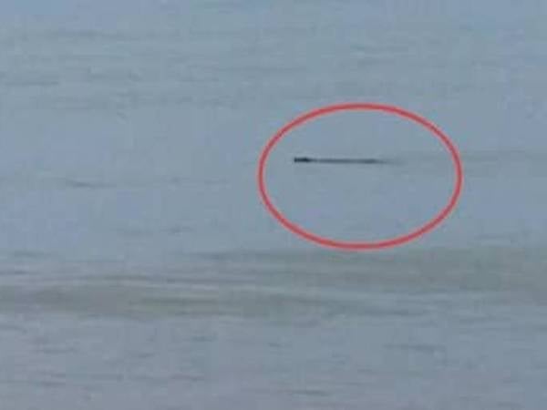 Buaya jenis Tembaga yang dilihat timbul di permukaan air di Pantai Bisikan Bayu, Semerak di Pasir Puteh.