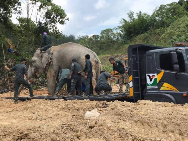 Operasi pindah gajah dilaksanakan oleh 20 anggota Perhilitan Perak dan Pusat Konservasi Gajah Kebangsaan (PKGK), Lanchang, Pahang. 