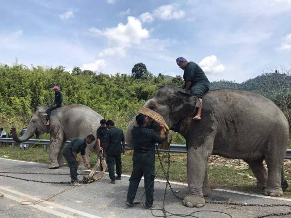 Gajah denak, Rambai dan Alam digunakan untuk memujuk Yeop Jong untuk dipindahkan ke Taman Negara Terengganu. 